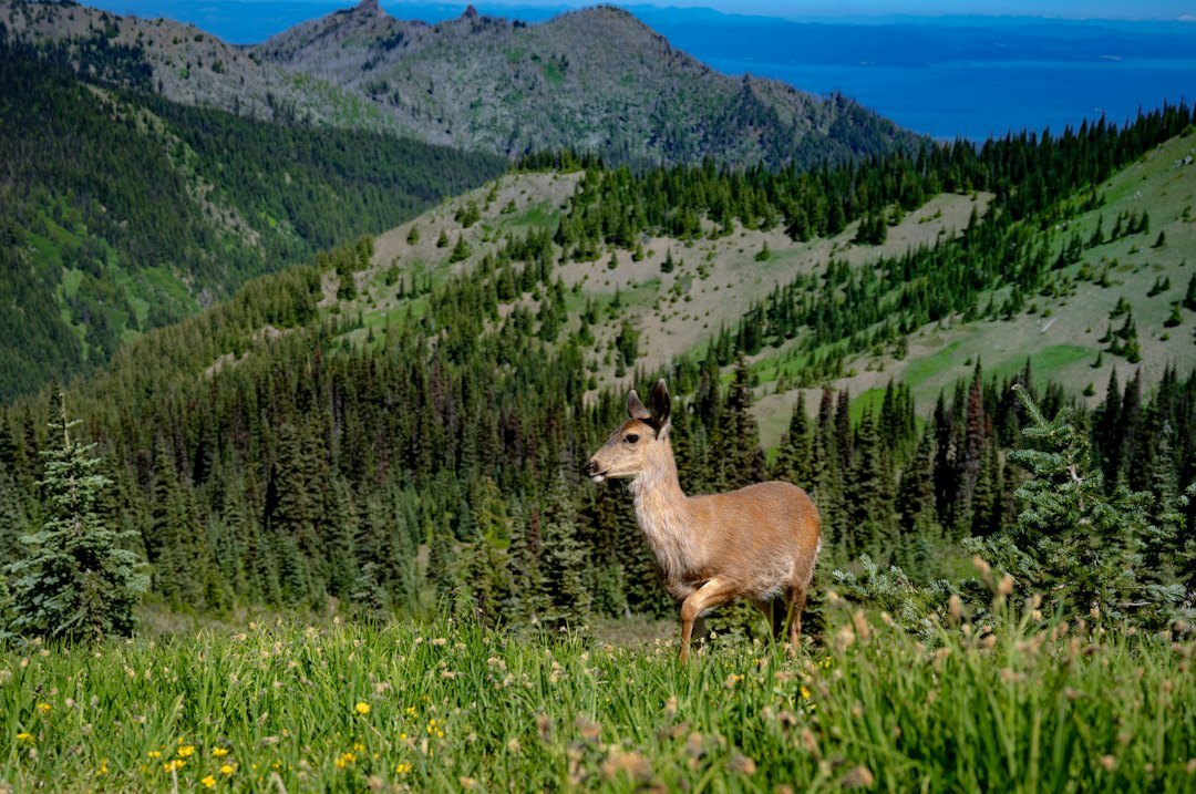 affected wildlife in mountains